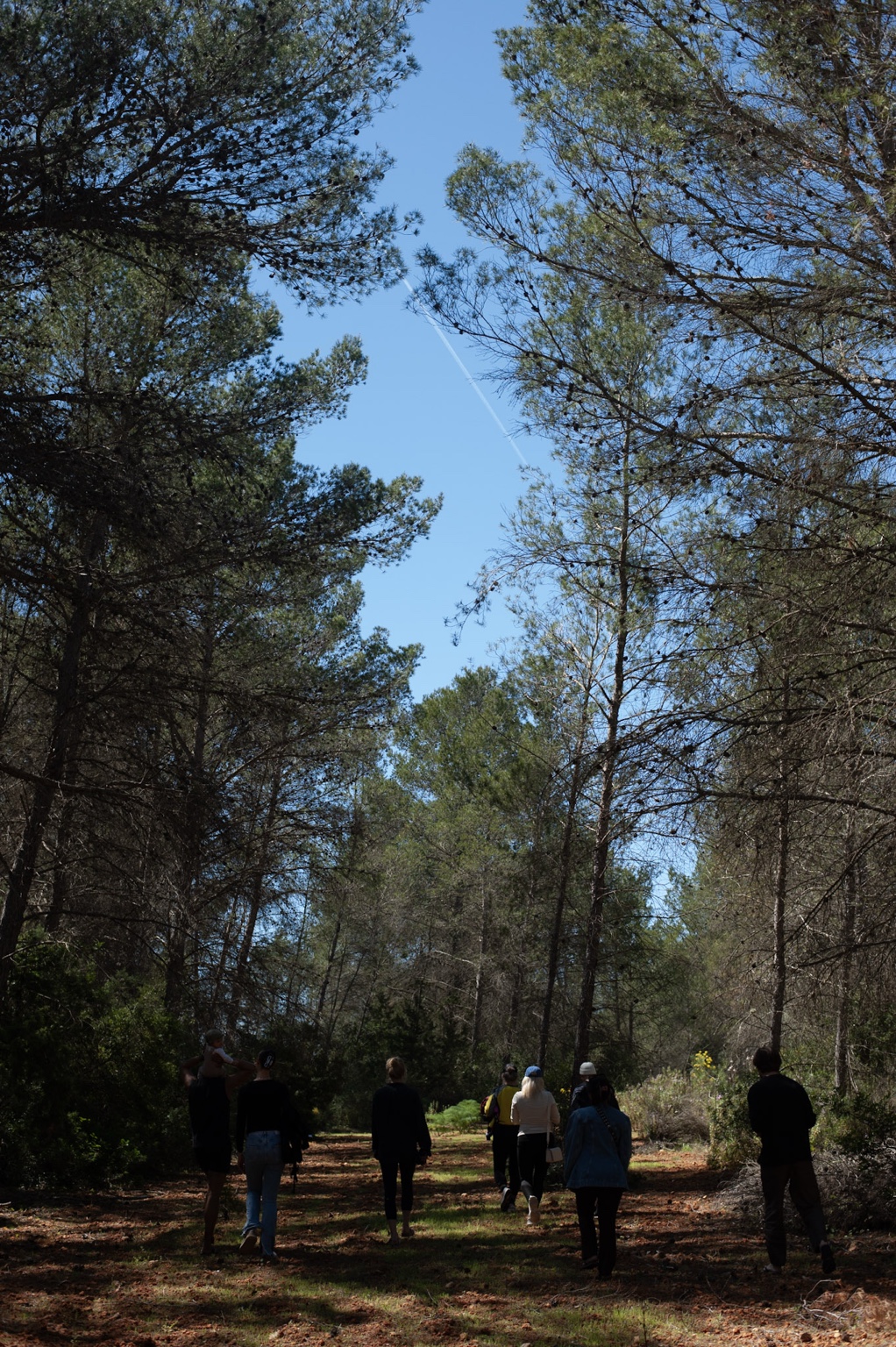 The group walking a pine-forest trail in Ibiza under a clear blue sky.